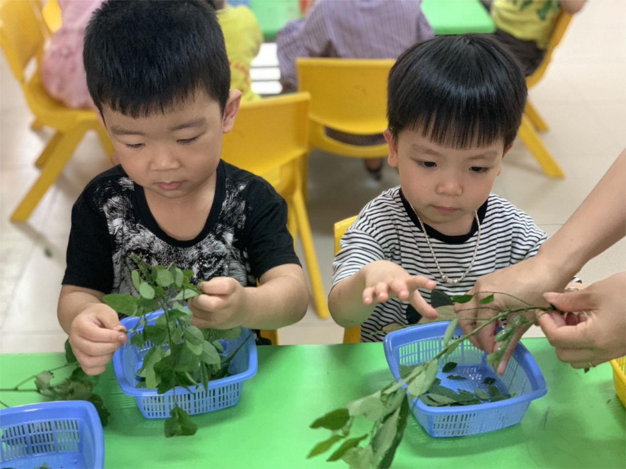 Hình ảnh các bé lớp C3 thực hành tuốt rau ngót